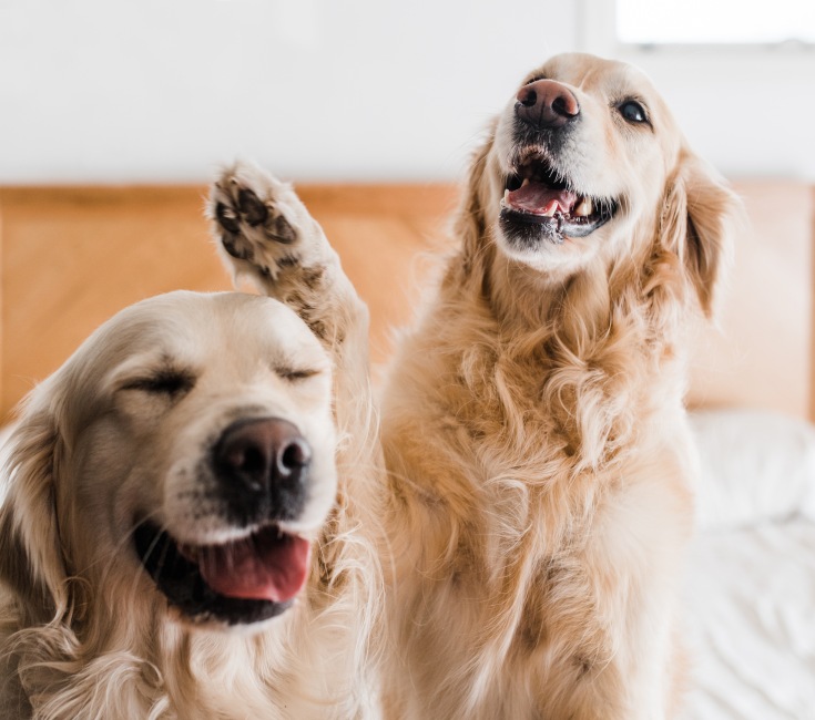 Two golden retrievers